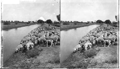 The Main Irrigation Canal in Salt River Val., Irrigation Field on Right. Ariz