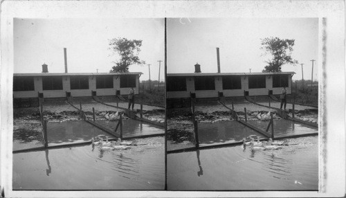 Duck houses and pond on New Jersey duck farm, Vineland