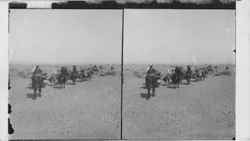 In the heart of the Arabah; Caravan going north between Petra and Dead Sea, Palestine