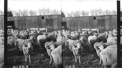 Sheep on a ranch. Colorado