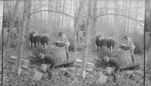 From the hogshead to field tank and by pipe line to distant furnace. Vermont