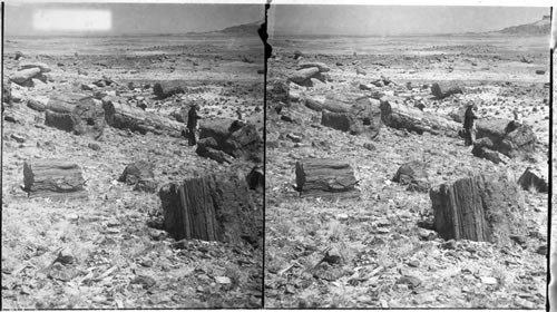 Petrified Trees. Ariz