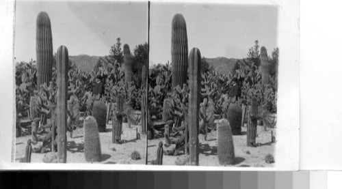 Cacti gardens, Riverside, Calif