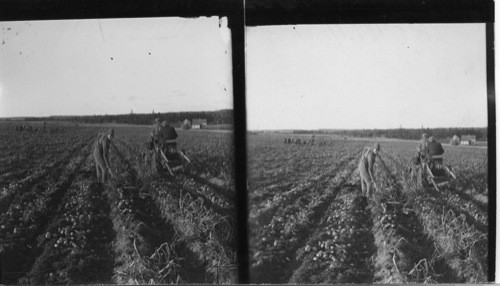 Digging potatoes in the old way with a fork, also in the new way with a modern digging machine pulled by a tractor. Mc Fadyen Farms, Augustin Cove, P.E. Island