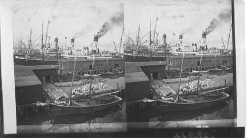 Water front showing fishing schooner and large vessels in harbor, Halifax, N.S