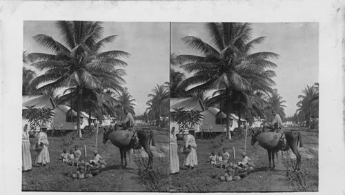 A Typical Scene in Port Antonio, Jamaica