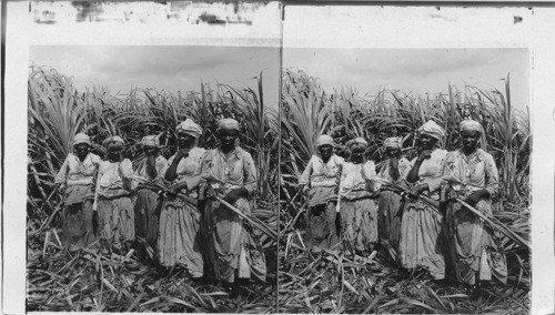 Sugarcane Field Hands, Montego Bay. Jamaica