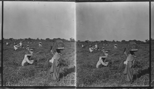 Harvesting Rice, Philippines