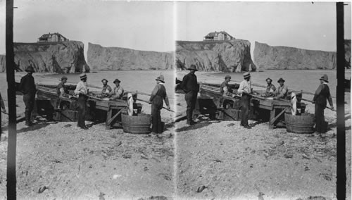 Man Cleaning Fish. Quebec. Perce Rocks. Canada