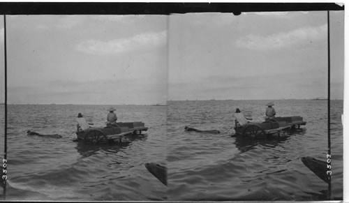 Giving the buffalo his noon-day bath, Manila Bay, Philippine Islands