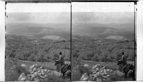 Samaria from the North, with its olive groves and encircling hills, Palestine