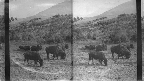 Herd of American Buffalo Browsing in Safety