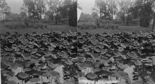 Lily Pond in the Ravine - Lotus. Philadelphia, Penna