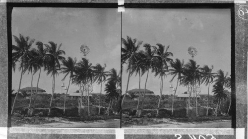 Pacific Cable Station and Coconut Trees, P.I