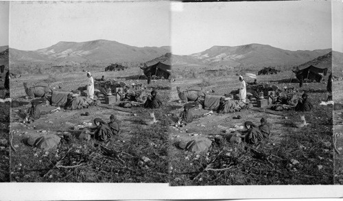 Bedouins breaking camp. Palestine