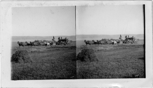 Western wheat field. Idaho (?)