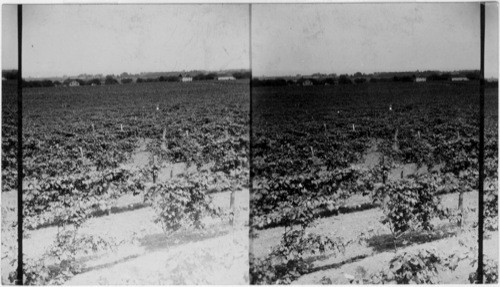 General View of Vineyards. North at a point west of Westfield toward Lake Erie, N.Y