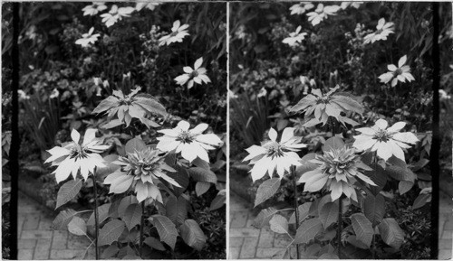 Red & White Poinsetia's. The two colors of the same kind of plant. The white is a grafted plant - the Red of the Wild kind