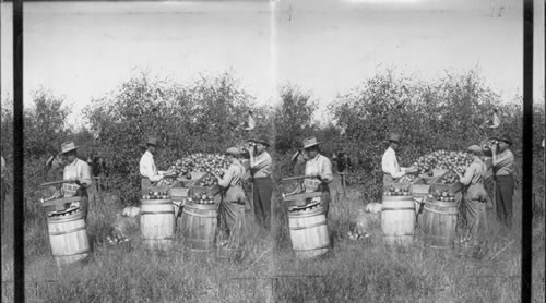 Busy Scene in the Ozark Apple Region of Missouri. Picking, Sorting, and Packing Apples. Mo