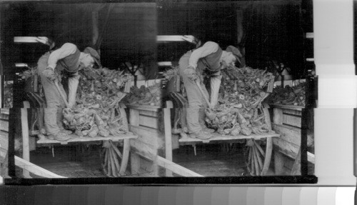 Beet Industry. Farmer unloading beets into storage bin at mill. Can