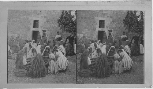 A Group of women sorting Raisins at Ramallah