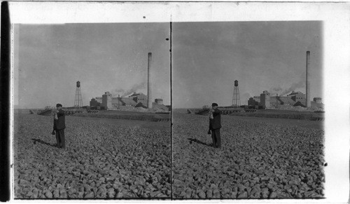 Tons of Beets beside Sugar Beet Factory, Scott's Bluff. Neb