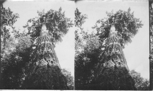 Looking up a giant fir of the Northwest, Ore