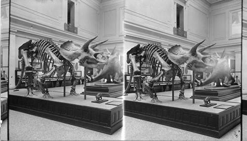 Triceratops. A Horned Dinosaur of the Cretacean Period, Old National Museum. Wash. D.C. [Smithsonian Institute, National Museum of Natural History]