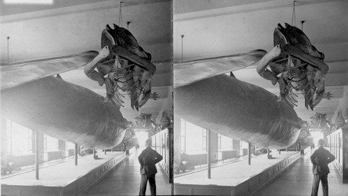 A Huge Whale and a Skeleton of a Whale. National Museum. Wash. D.C. [Smithsonian Institute, National Museum of Natural History]