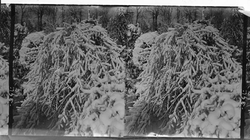 Frozen crystals on every bough. Victoria Park, Canada. Niagara Falls