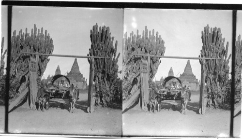 Bullock Cart in Gateway bordered with Large Cacti, India