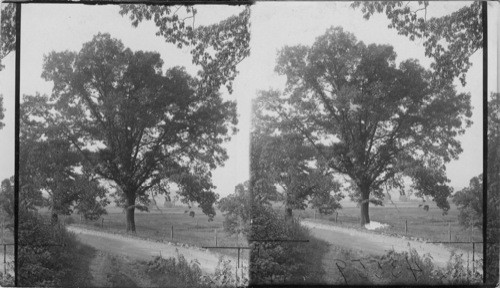 White oak tree. Meadville, Pa