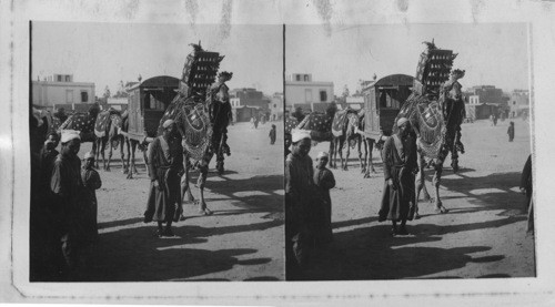 Gailiy Caparisoned Camel Prepared for a Bridal Procession in Cairo