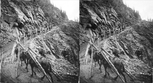 Trailing timbers up to the Tomboy Mine (S.), near Telluride, Colorado