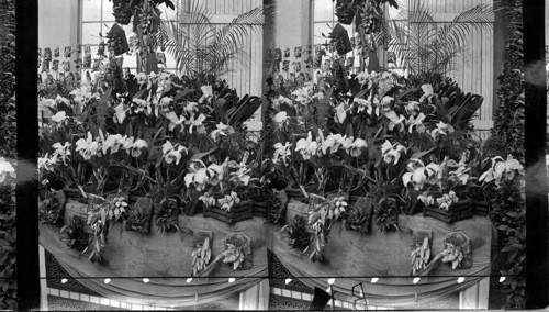 Orchids Exhibit, Horticultural Hall, Columbian Exposition