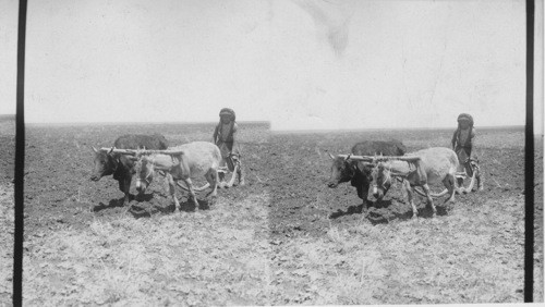 Plowing. Palestine