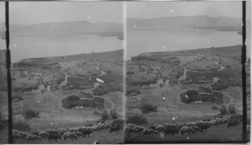 Fountain of Bethsaida - N. end of Lakes Tiberias. Palestine