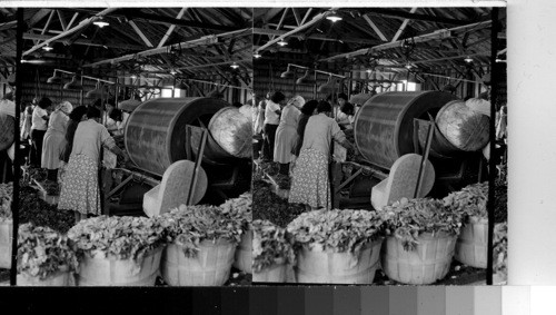 Cleaning & Packing Spinach in Valley, South Tex