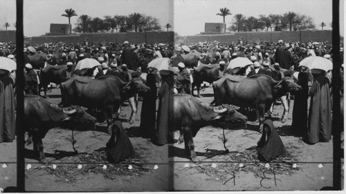 Buffalo Bazaar, Cairo, Egypt