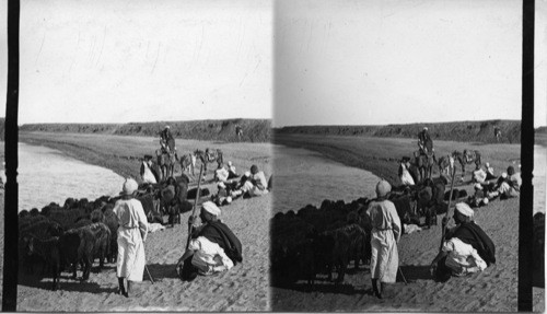 Watering the Flock. Egypt