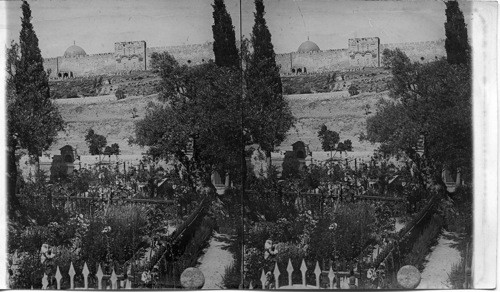 In the Garden of Gethsamane - The scene of Our Sarine Betrayal. Jerusalem. (Math. 26, 36-50)