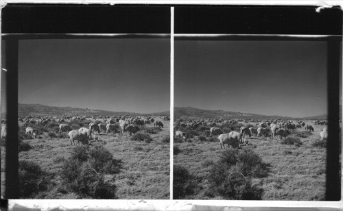 Sheep near Kemmerer - Wyoming