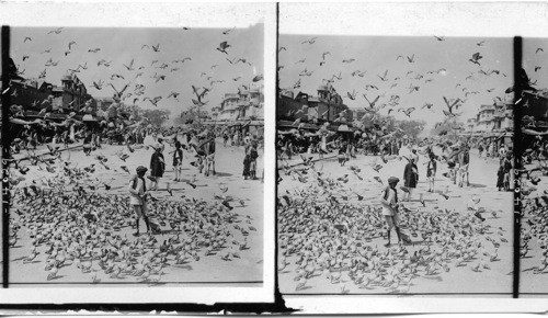 Feeding Sacred Pigeons in the Street of Jaipur, India