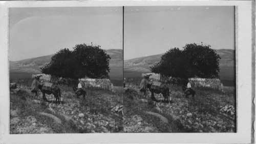 Tombs of Eleazar and Phineas near Aiverta Palestine