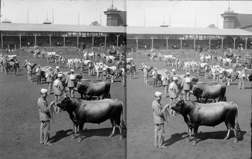 Winning the prizes - fine blooded cattle in competition. St. Louis World's Fair. Missouri