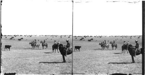 Rounding up the Cattle on a Ranch in Arizona