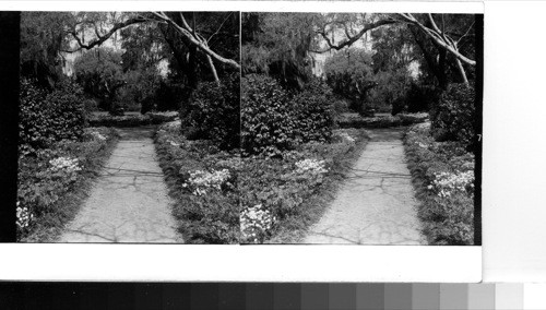 North Carolina, Orton Gardens: One of the beautiful azalea walks at Orton Plantation on the Cape Fear River south of Wilmington, N.C.Sawders, 2/14/56