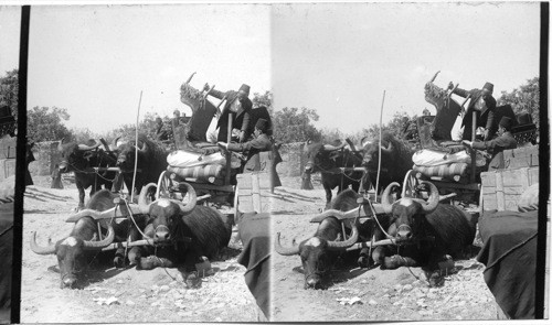 A family of refugees in their Buffalo cart in a street of Stamboul, Constantinople. Turkey