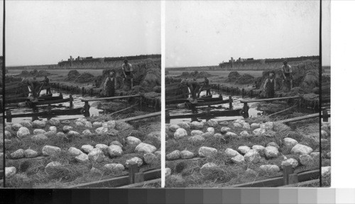 Retting Flax. Courtrai, Belgium. #63 if 100 World Tour. Dept. A West