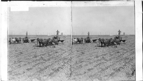 Gathering Beets for transportation to factory. Nebraska